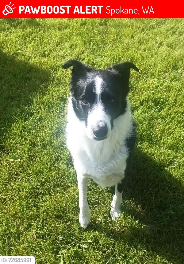 Lost Male Dog last seen Cannon, Spokane, WA 99204