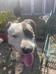 Found/Stray Male Dog last seen market street , Concord, CA 94520