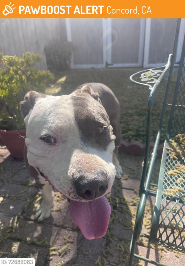 Found/Stray Male Dog last seen market street , Concord, CA 94520