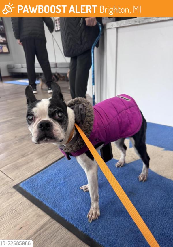 Found/Stray Female Dog last seen Brighton, Michigan , Brighton, MI 48116