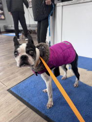 Found/Stray Female Dog last seen Brighton, Michigan , Brighton, MI 48116