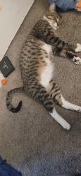 Lost Male Cat last seen Washington and Rainbow, Las Vegas, NV 89107