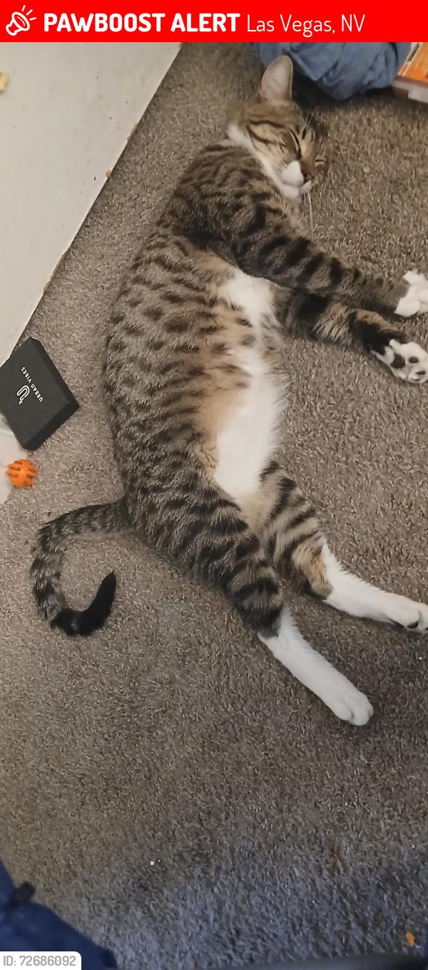 Lost Male Cat last seen Washington and Rainbow, Las Vegas, NV 89107