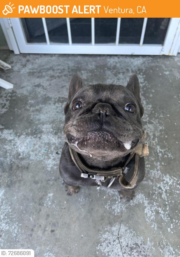 Found/Stray Male Dog last seen Olive Street, Ventura, CA 93001