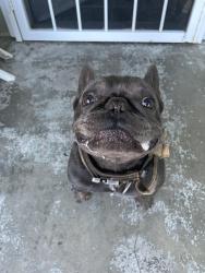 Found/Stray Male Dog last seen Olive Street, Ventura, CA 93001