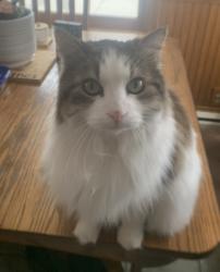 Lost Female Cat last seen Sunset and 103rd behind Centennial Sr High, Circle Pines, MN 55014