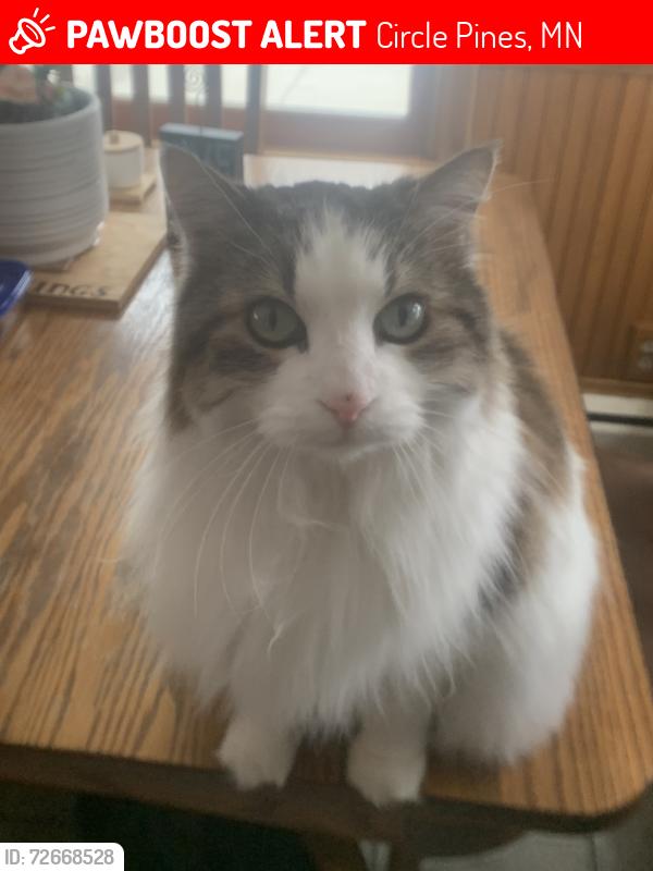 Lost Female Cat last seen Sunset and 103rd behind Centennial Sr High, Circle Pines, MN 55014