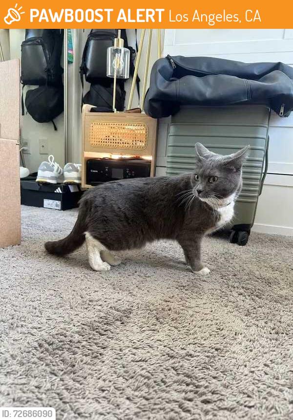 Found/Stray Unknown Cat last seen Kiowa and Barrington, Los Angeles, CA 90049