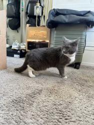 Found/Stray Unknown Cat last seen Kiowa and Barrington, Los Angeles, CA 90049