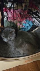 Lost Male Cat last seen sage apmts  1730 112th St SW, Everett, WA 98204, Everett, WA 98204