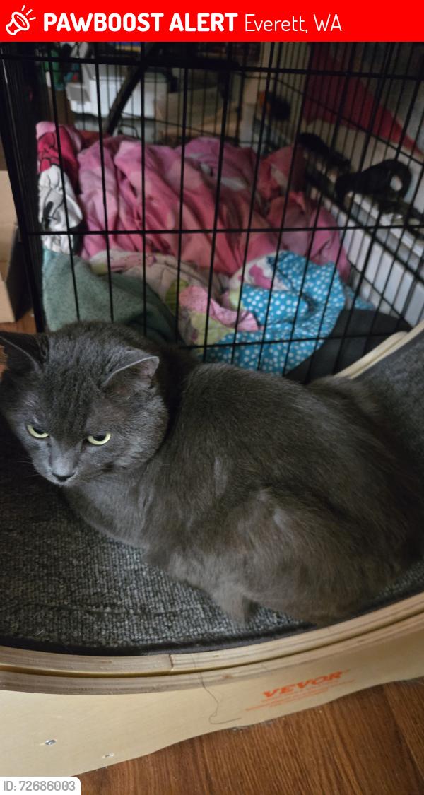 Lost Male Cat last seen sage apmts  1730 112th St SW, Everett, WA 98204, Everett, WA 98204