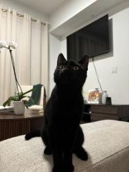Found/Stray Male Cat last seen Near n australian ave, West Palm Beach, FL 33407