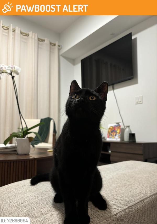 Found/Stray Male Cat last seen Near n australian ave, West Palm Beach, FL 33407