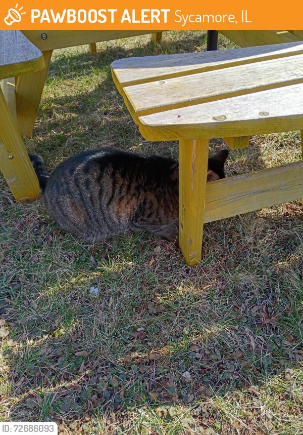 Found/Stray Unknown Cat last seen Near South Main Street , Sycamore, IL 60178