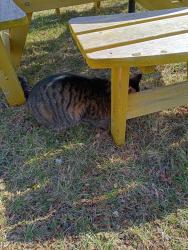 Found/Stray Unknown Cat last seen Near South Main Street , Sycamore, IL 60178