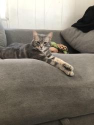 Lost Female Cat last seen In the happy villa mobile park , El Cajon, CA 92021