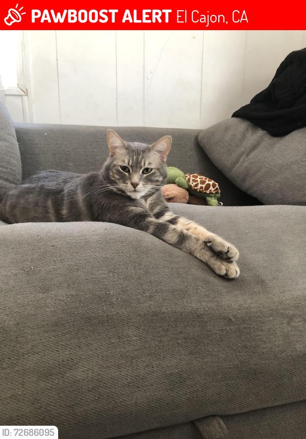 Lost Female Cat last seen In the happy villa mobile park , El Cajon, CA 92021