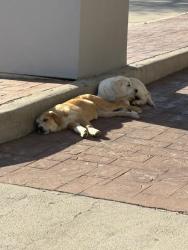 Found/Stray Unknown Dog last seen Alta Mesa, and 35 at the motel six hanging out in the front parking lot, Fort Worth, TX 76134