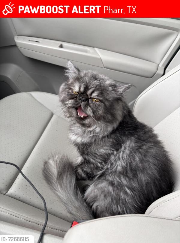 Lost Male Cat last seen Eldora, Pharr, TX 78577