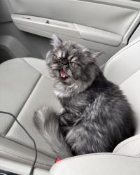 Lost Male Cat last seen Eldora, Pharr, TX 78577
