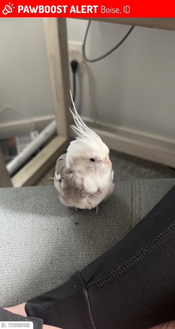 Lost Male Bird last seen McMillan and Cloverdale, Boise, ID 83713
