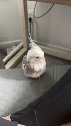 Lost Male Bird last seen McMillan and Cloverdale, Boise, ID 83713