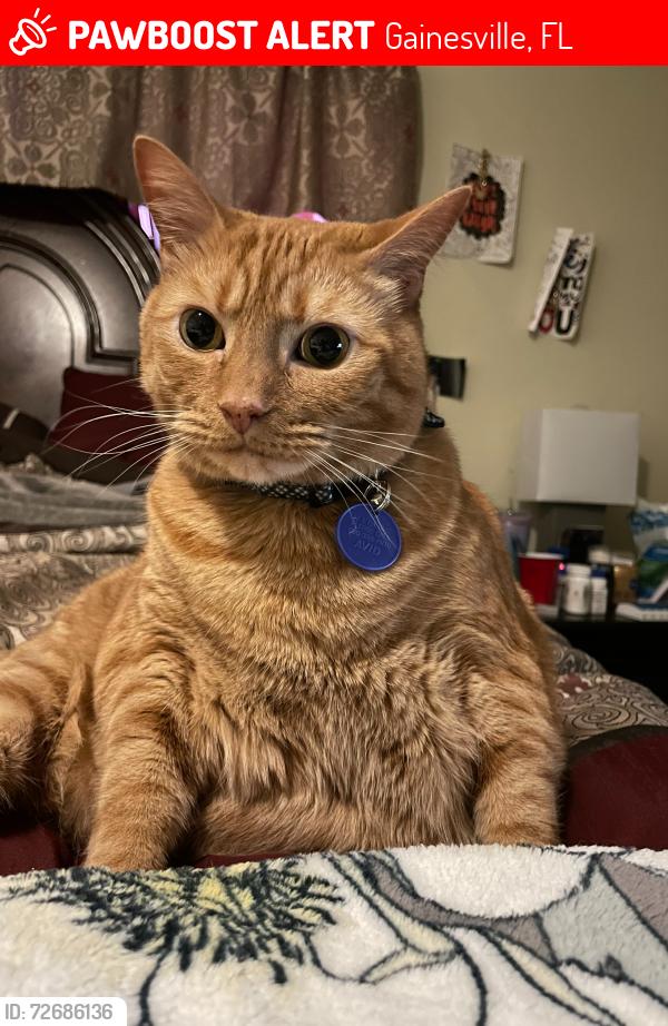 Lost Male Cat last seen 27th st, Gainesville, FL 32608