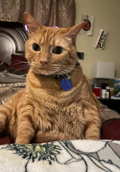 Lost Male Cat last seen 27th st, Gainesville, FL 32608