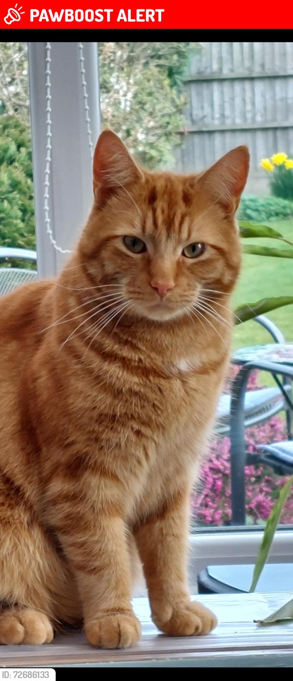 Lost Male Cat last seen Fairview Ave Weston Crewe, Weston, England CW2 5LX