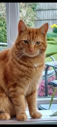 Lost Male Cat last seen Fairview Ave Weston Crewe, Weston, England CW2 5LX
