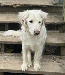 Lost Male Dog last seen Keith football field, Altoona, PA 16602