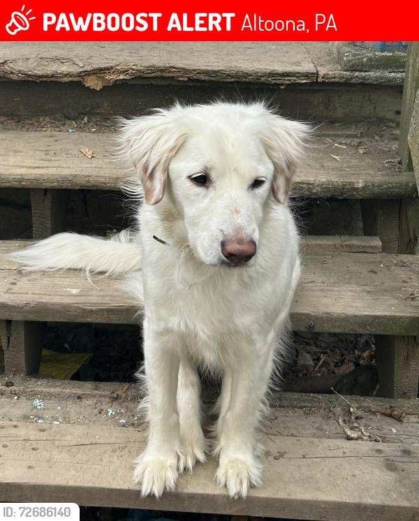 Lost Male Dog last seen Keith football field, Altoona, PA 16602