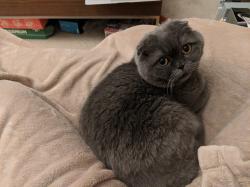 Lost Male Cat last seen Ave 64 & Cheviotdate Dr, Pasadena, CA 91105