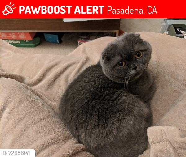 Lost Male Cat last seen Ave 64 & Cheviotdate Dr, Pasadena, CA 91105