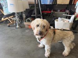 Found/Stray Male Dog last seen Near clifton road, Pacifica, CA 94044