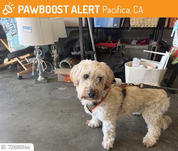 Found/Stray Male Dog last seen Near clifton road, Pacifica, CA 94044