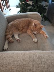 Lost Male Cat last seen Lake Wales Walmart , Lake Wales, FL 33898
