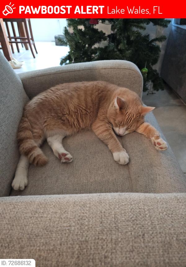 Lost Male Cat last seen Lake Wales Walmart , Lake Wales, FL 33898