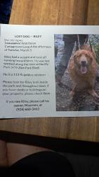 Lost Male Dog last seen Zion Canyon Campground and rv resort , Springdale, UT 84767