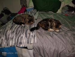 Lost Male Cat last seen Broad creek, New Bern, NC 28560