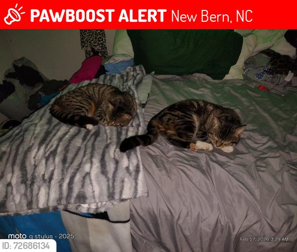 Lost Male Cat last seen Broad creek, New Bern, NC 28560