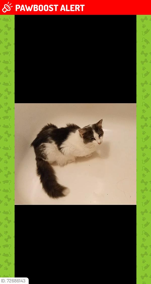 Lost Male Cat last seen Near Dollar General and 7-11, Anderson County, SC 29673