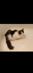 Lost Male Cat last seen Near Dollar General and 7-11, Anderson County, SC 29673