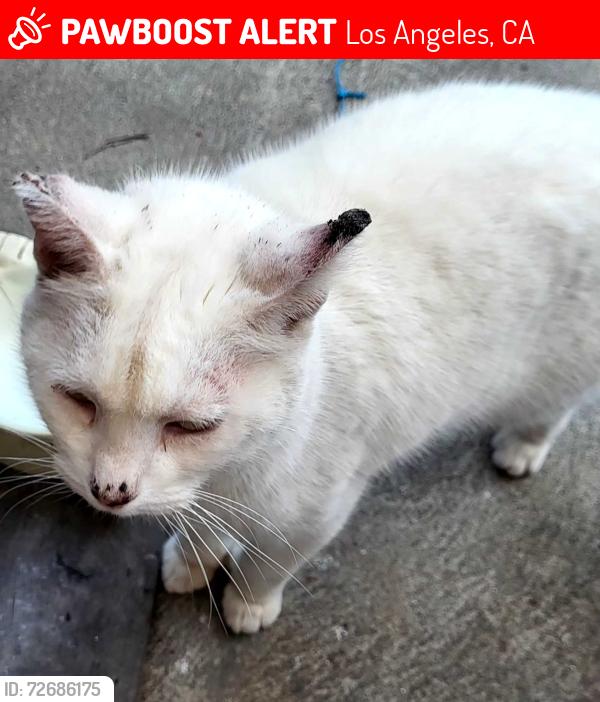 Lost Female Cat last seen Inglewood Blvd and Venice Blvd , Los Angeles, CA 90066