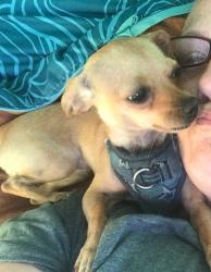 Lost Female Dog last seen Auto Mall and Osgood rd between Jack in the box and  Depot parking lot , Fremont, CA 94538