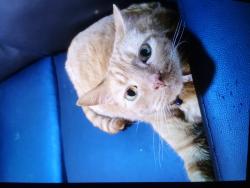 Lost Male Cat last seen Lexington crossing 27th area phase 2, Gainesville, FL 32608