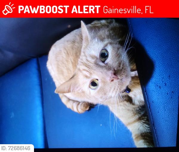 Lost Male Cat last seen Lexington crossing 27th area phase 2, Gainesville, FL 32608