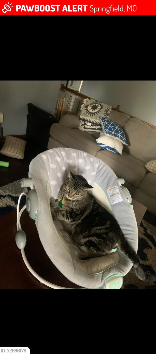 Lost Male Cat last seen Ferguson , Springfield, MO 65810