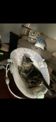 Lost Male Cat last seen Ferguson , Springfield, MO 65810