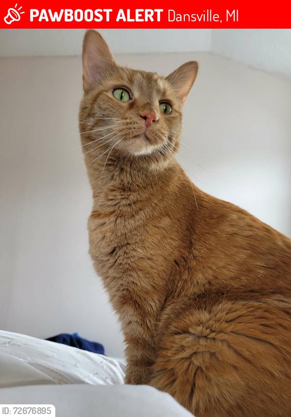 Lost Female Cat last seen Mason St and Williamston Rd, Dansville, MI, Dansville, MI 48819